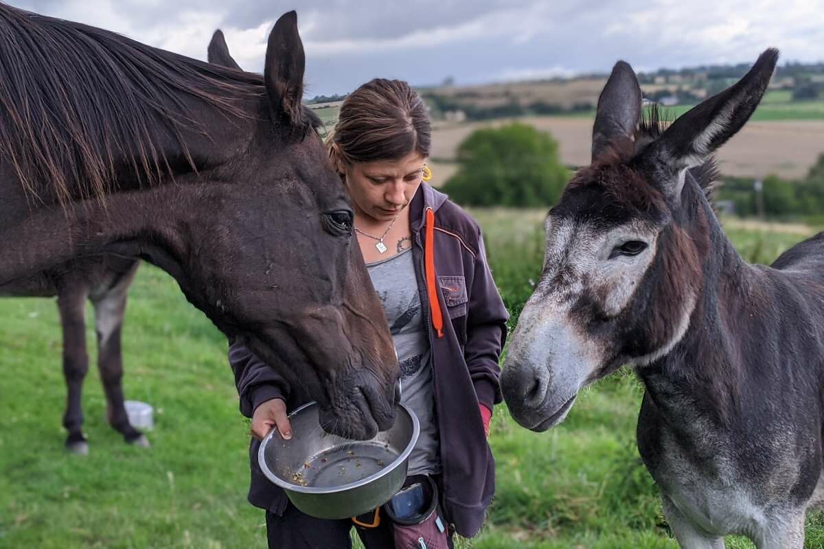 le repas des chevaux et des ânes à la Coloc d_AVA