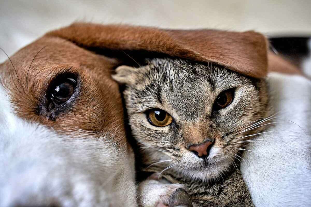 animaliste : passion chien et chat