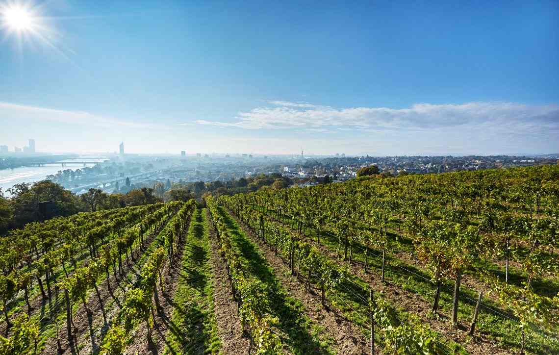 paysages de vignes autour de Vienne.