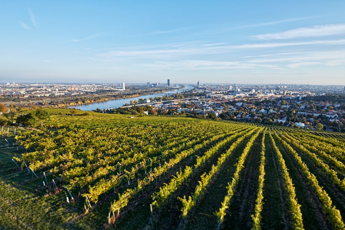 vin Vienne Autriche Weingut Wieninger